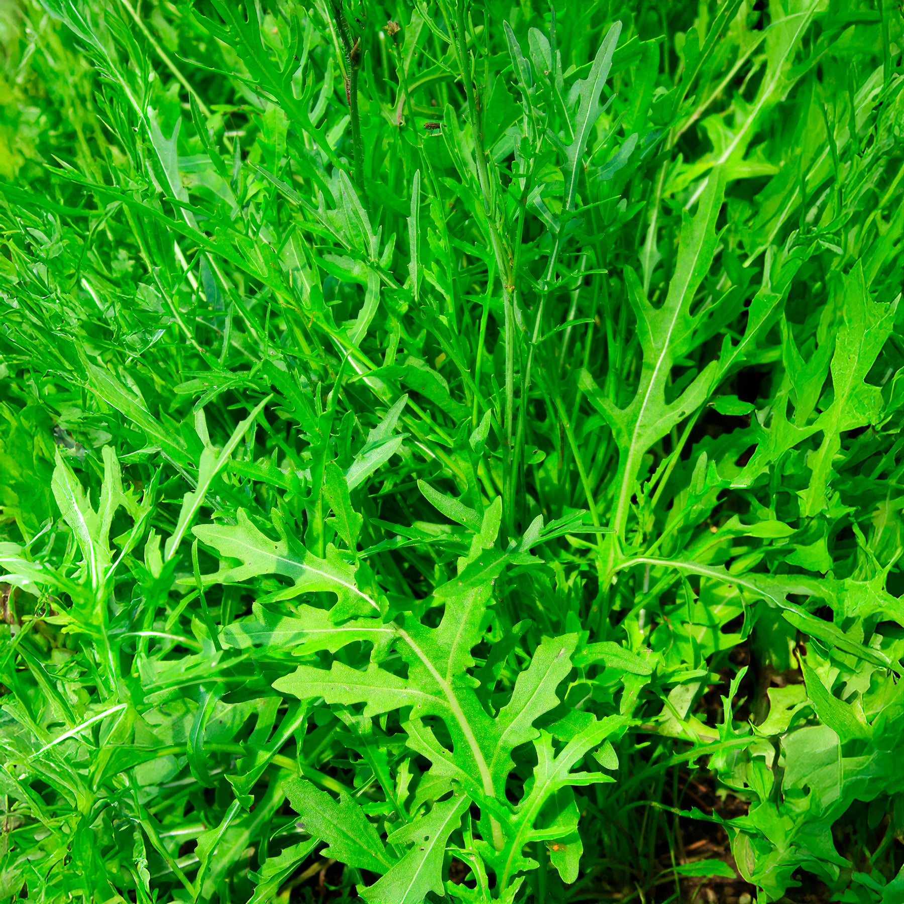 Roquette Wildfire (Wasabi) - Willemse