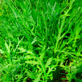 Roquette Wildfire (Wasabi) - Willemse