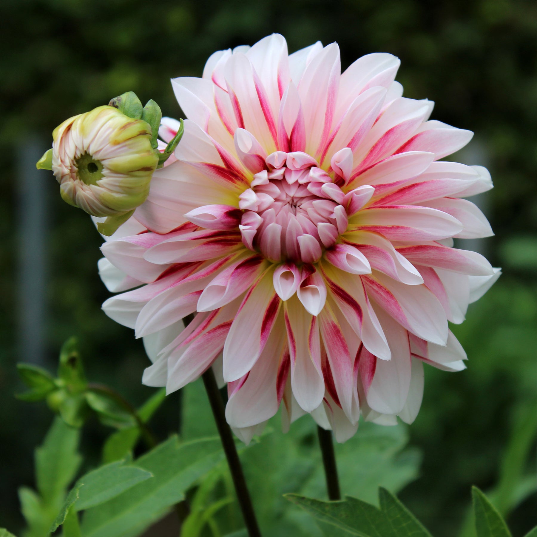Dahlia Caribbean Fantasy - Willemse
