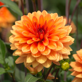  - Dahlia Jablou - Dahlia