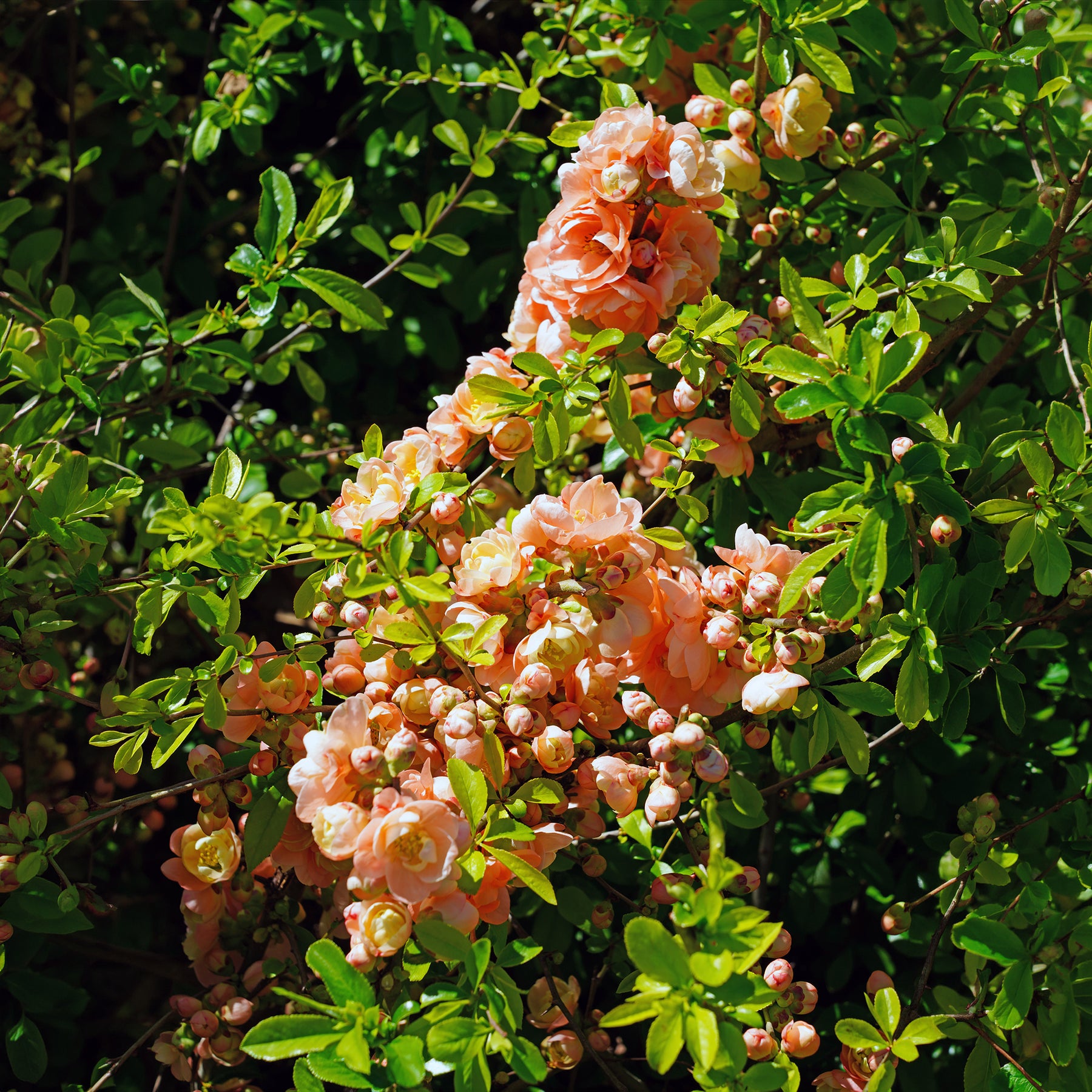 Cognassier du Japon Geisha Girl - Chaenomeles speciosa Geisha Girl - Willemse