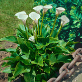 Arum blanc - Calla - Willemse
