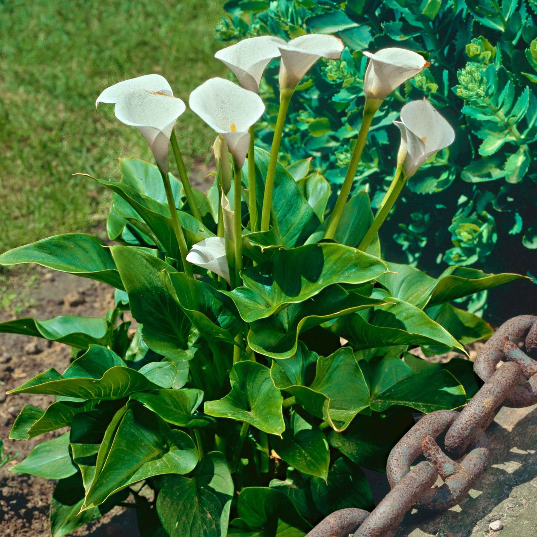 Arum blanc - Calla - Willemse