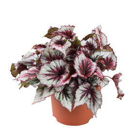 Begonia beleaf evening glow - Bégonia Evening Glow - Bégonias d'intérieur