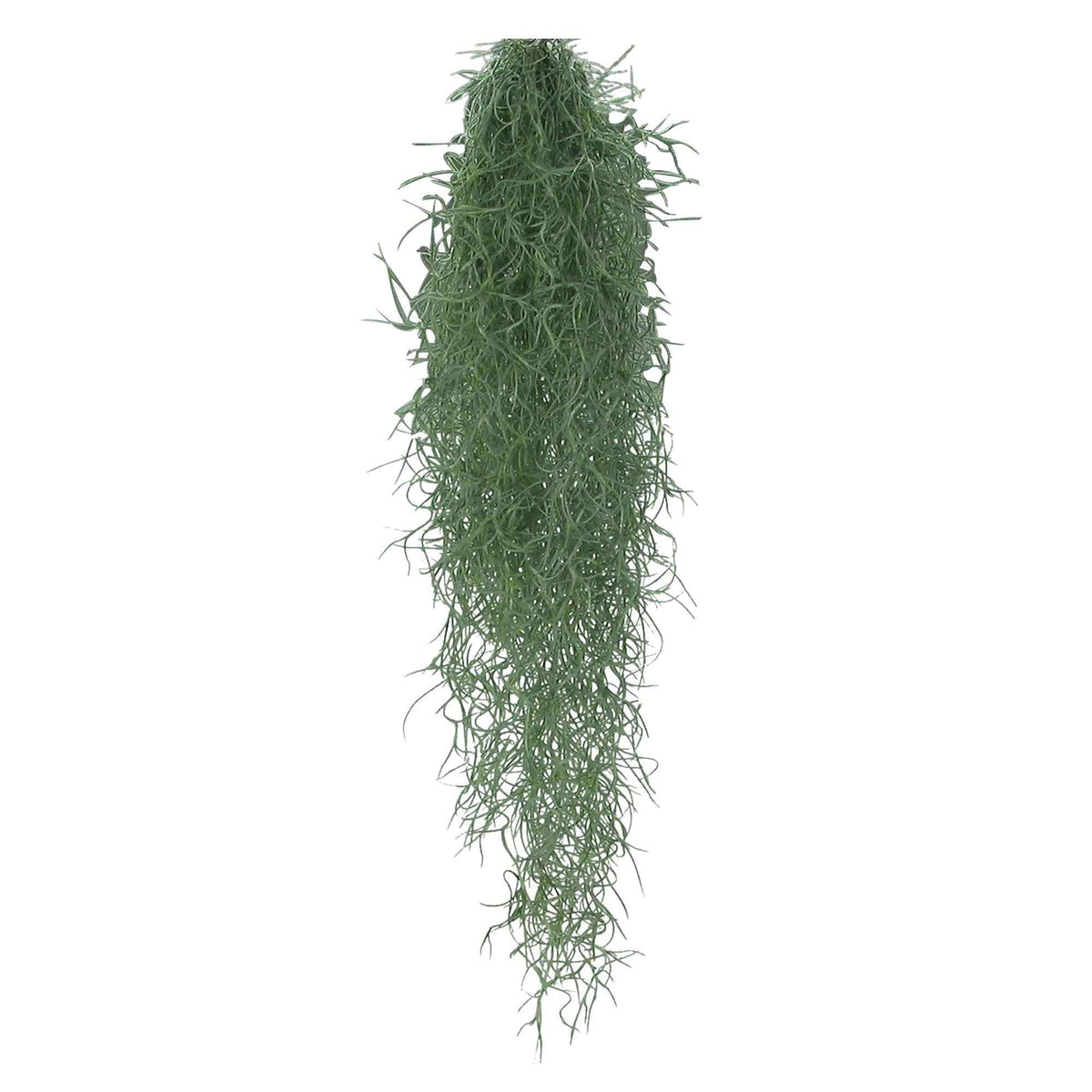 Tillandsia usneoides - Mousse espagnole - Tillandsia usneoides - Willemse