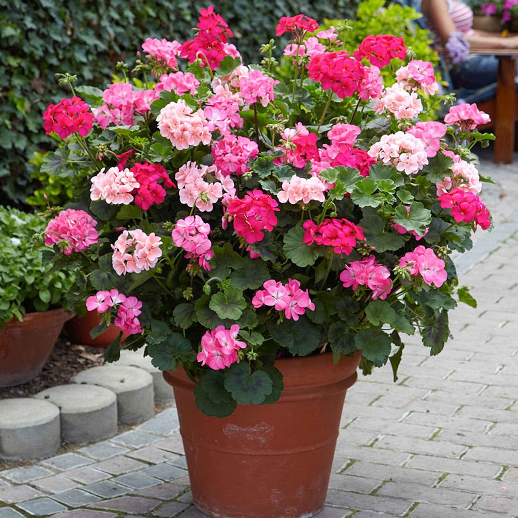 Pelargonium zonale - Géranium zonale rose - Géranium de balcon