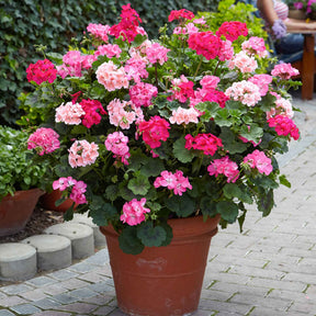 Pelargonium zonale - Géranium zonale rose - Géranium de balcon