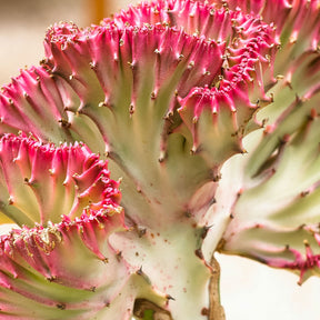 Vente Euphorbe lactée - Euphorbia lactea Cristata