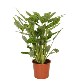 Calathea leopardina - Calathéa Leopardina - Calathea
