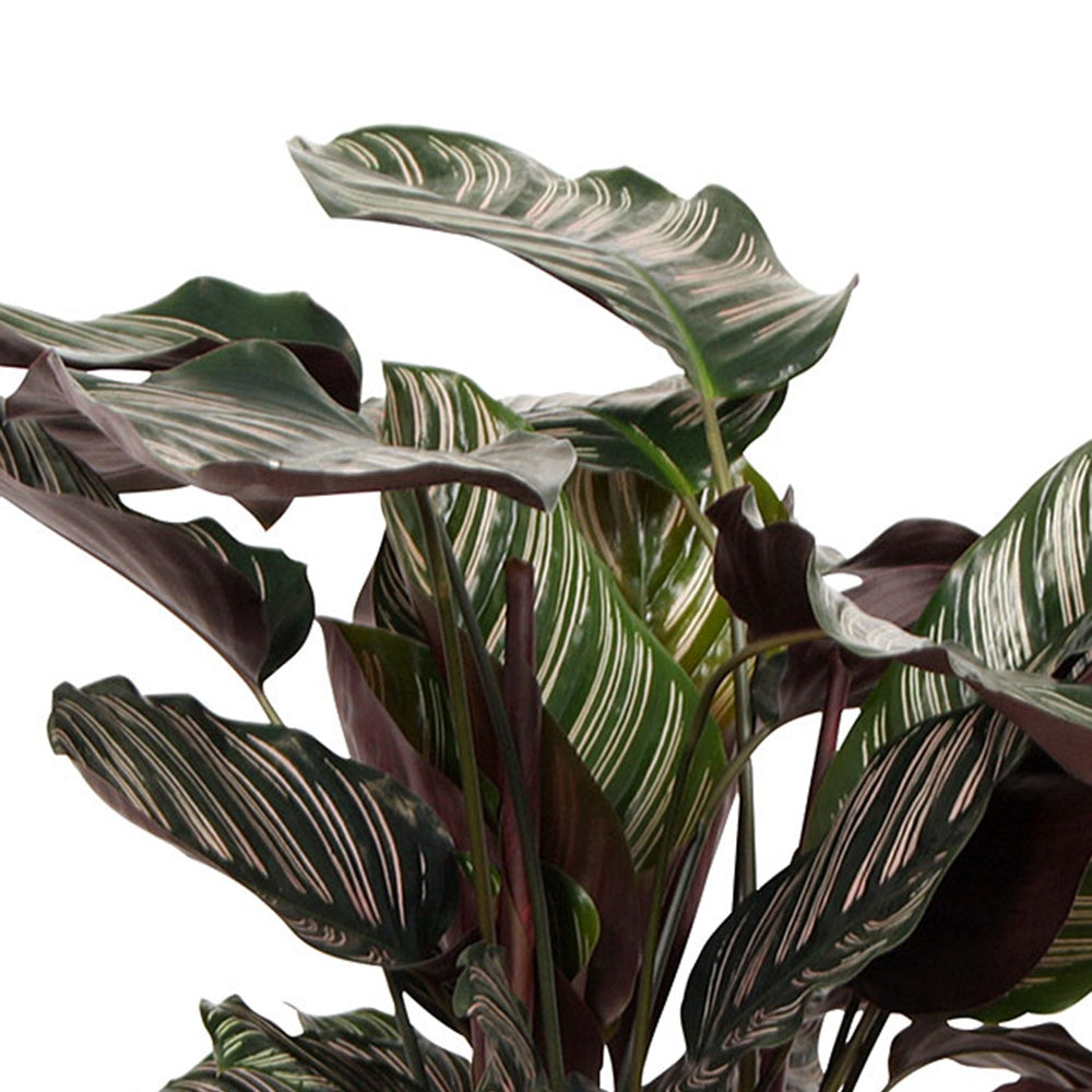 Calathea ornata - Calathéa Ornata - Calathea