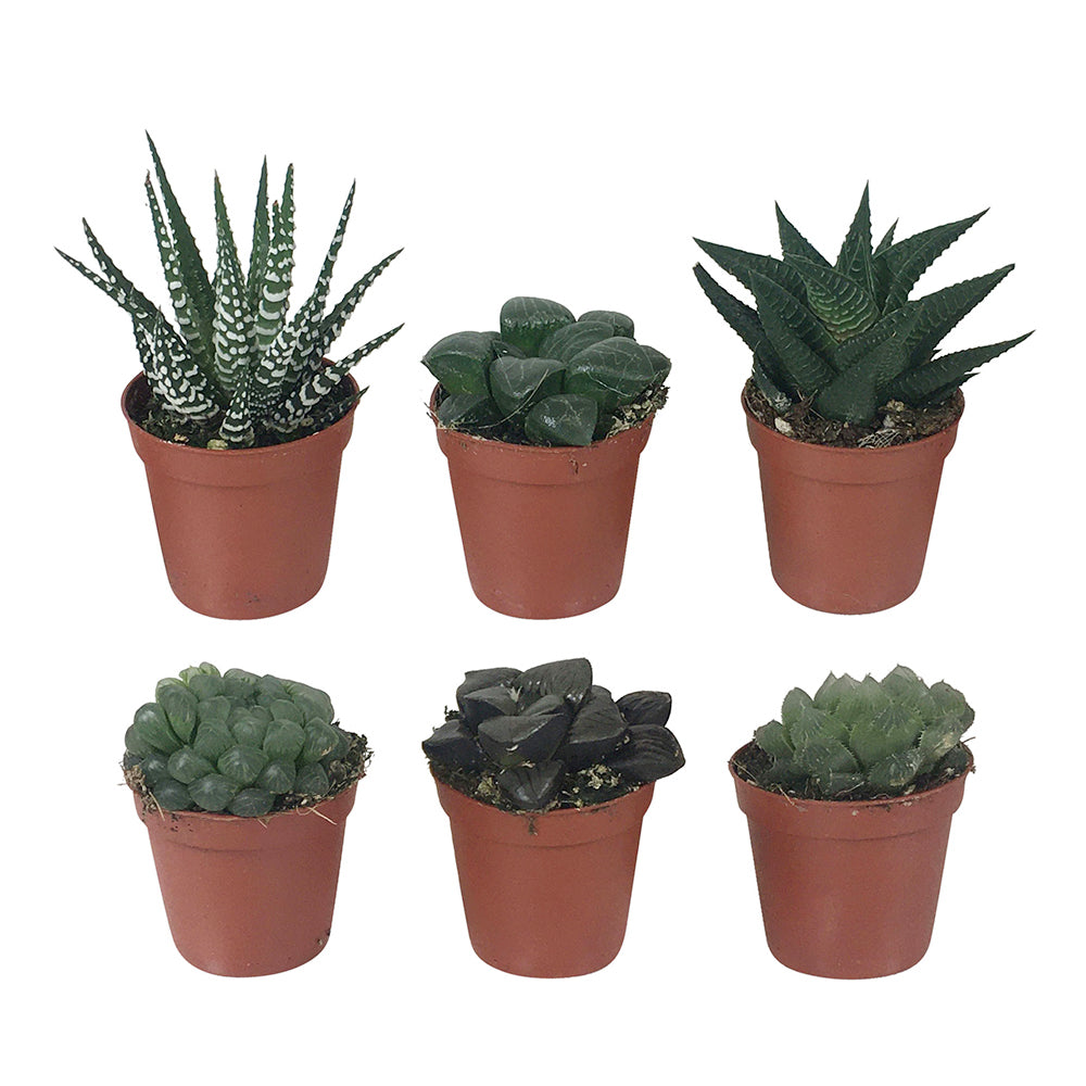 Haworthia Minima en mélange