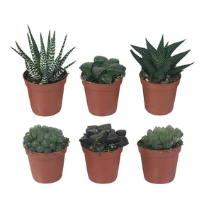 Haworthia Minima en mélange