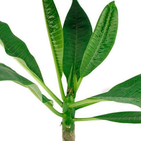 Plantes fleuries - Frangipanier rouge Bordeaux - Plumeria Rubra Bordeau