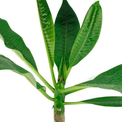 Plantes fleuries - Frangipanier rouge Bordeaux - Plumeria Rubra Bordeau