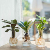 Mélange hydroponie et ses 3 vases