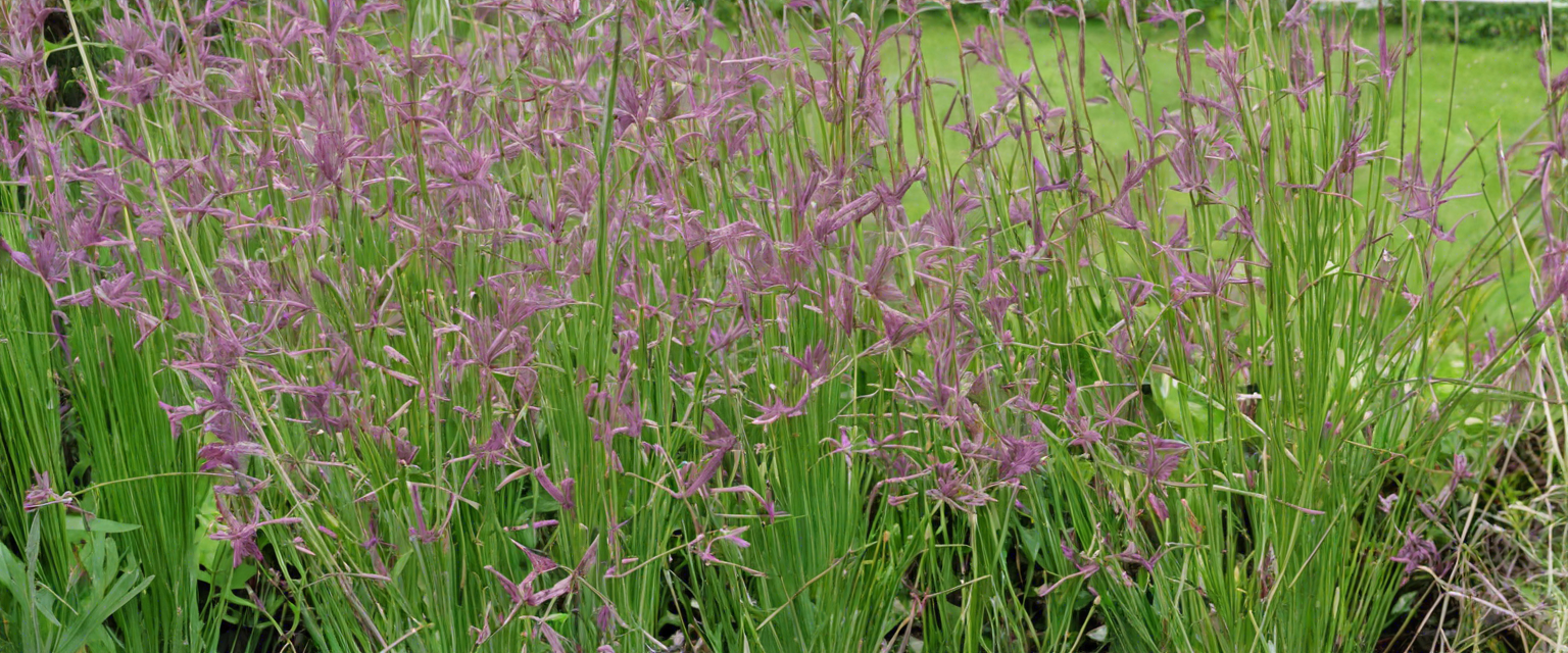 Bannière Comment cultiver la plante Molinie dans votre jardin.png__PID:c0257058-9a59-46d2-ac7f-719bdaf9d597
