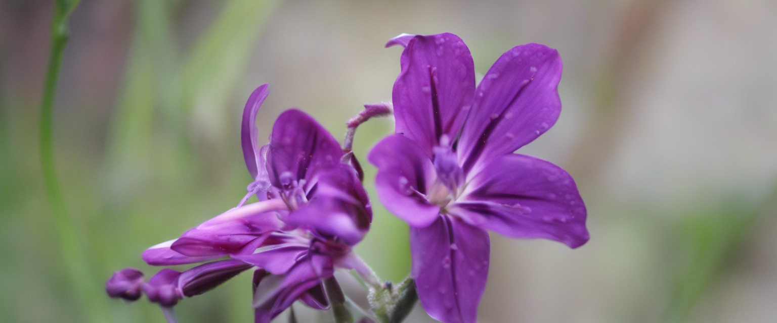 Bannière Guide de taille du lilas quand et comment tailler pour favoriser la floraison.png__PID:ae22523d-3709-459a-86d6-9fa1694ee101