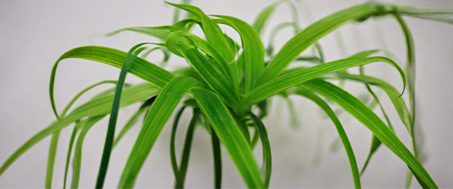 Bannière Guide pour rempoter un chlorophytum.png__PID:91f1d687-7d9d-479d-9e51-22533374467a