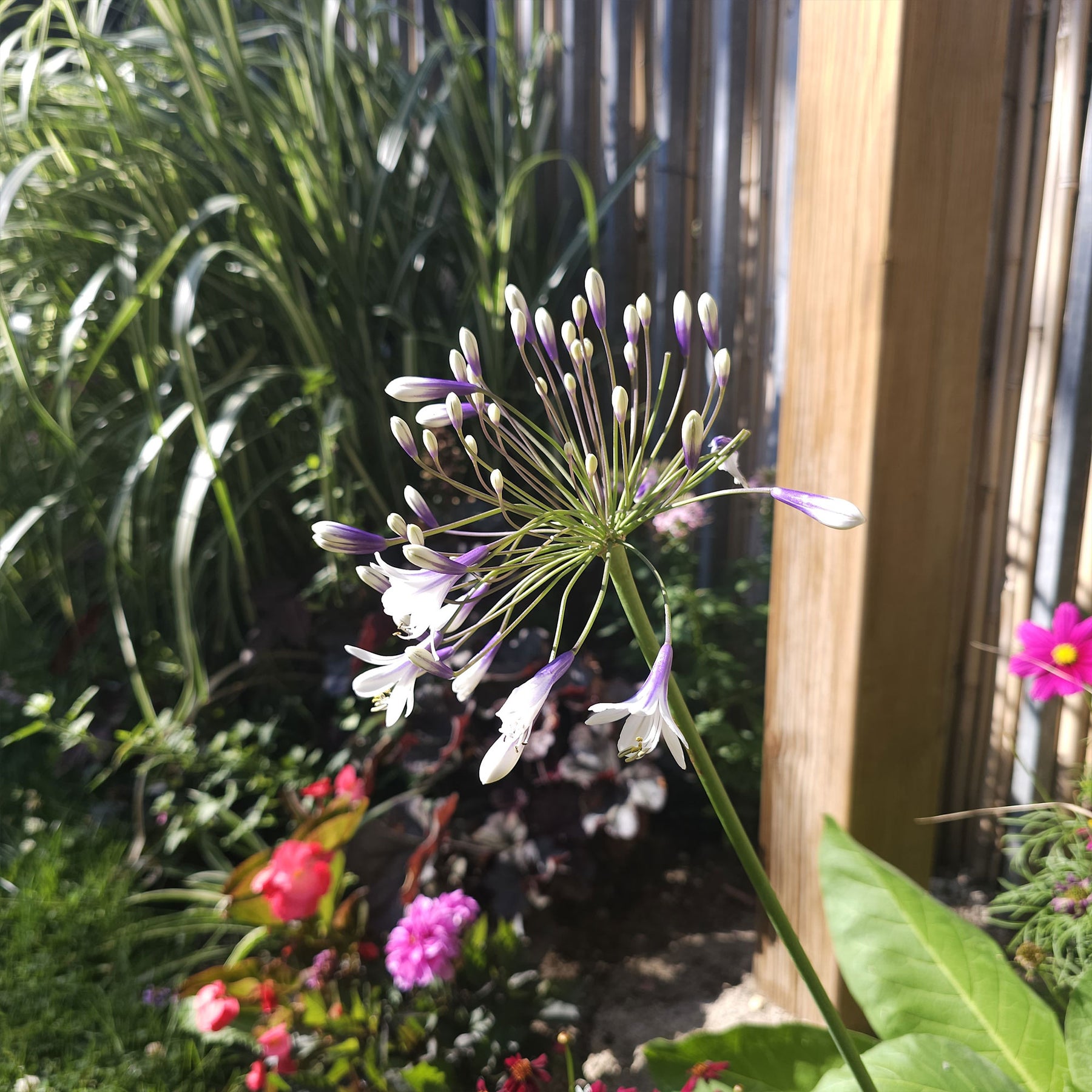 Agapanthes - Agapanthe Twister - Agapanthus Twister