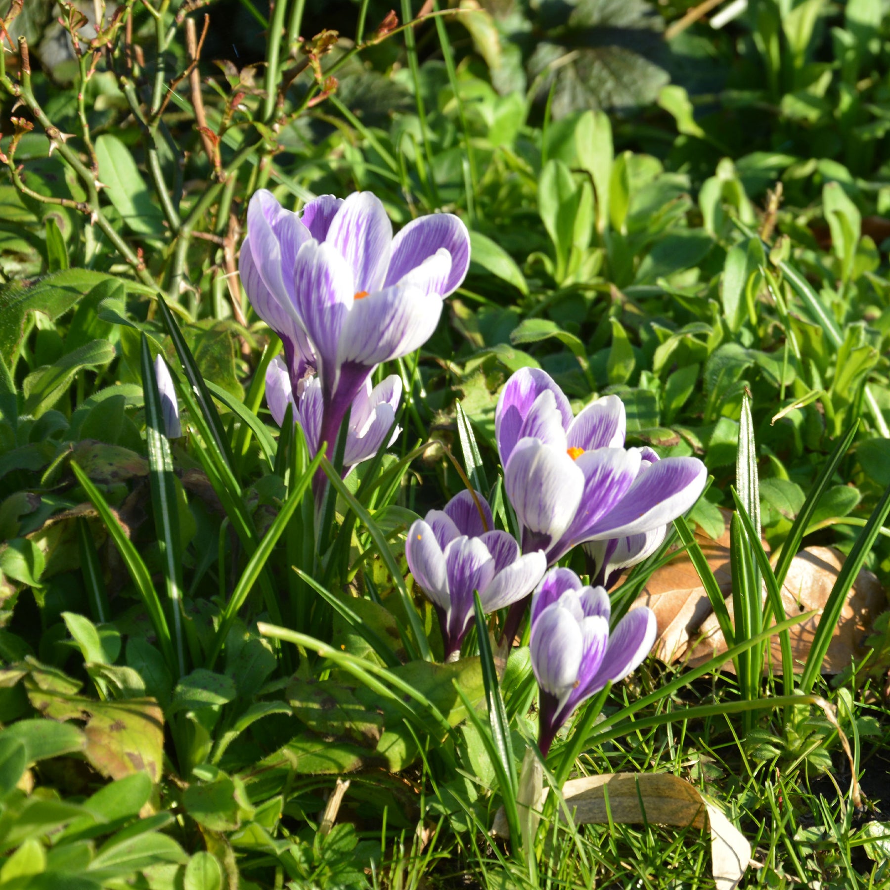 Vente 15 Crocus Pick Wick - Crocus vernus pick wick