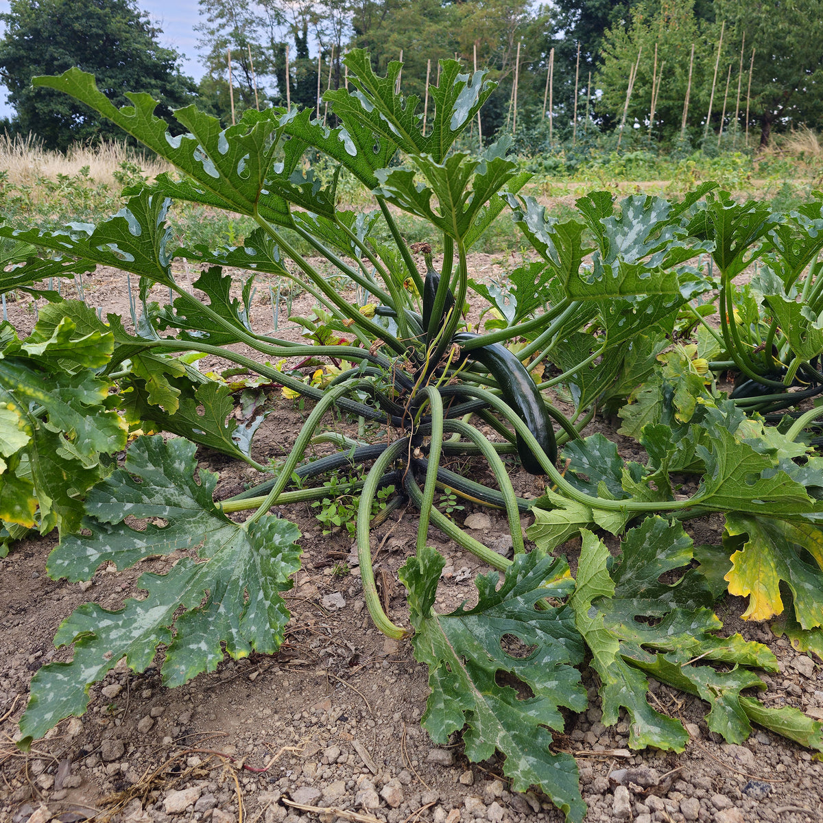 Courgette Black 'Beauty' BIO - Willemse