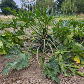 Courgette Black 'Beauty' BIO - Willemse