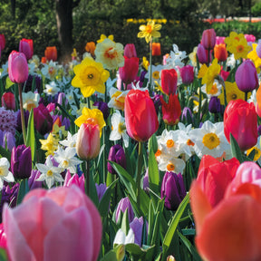 Bulbes de printemps pour massif arc-en-ciel  - Willemse