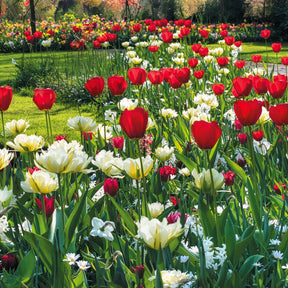 Bulbes de printemps pour massif rouge et blanc  - Willemse