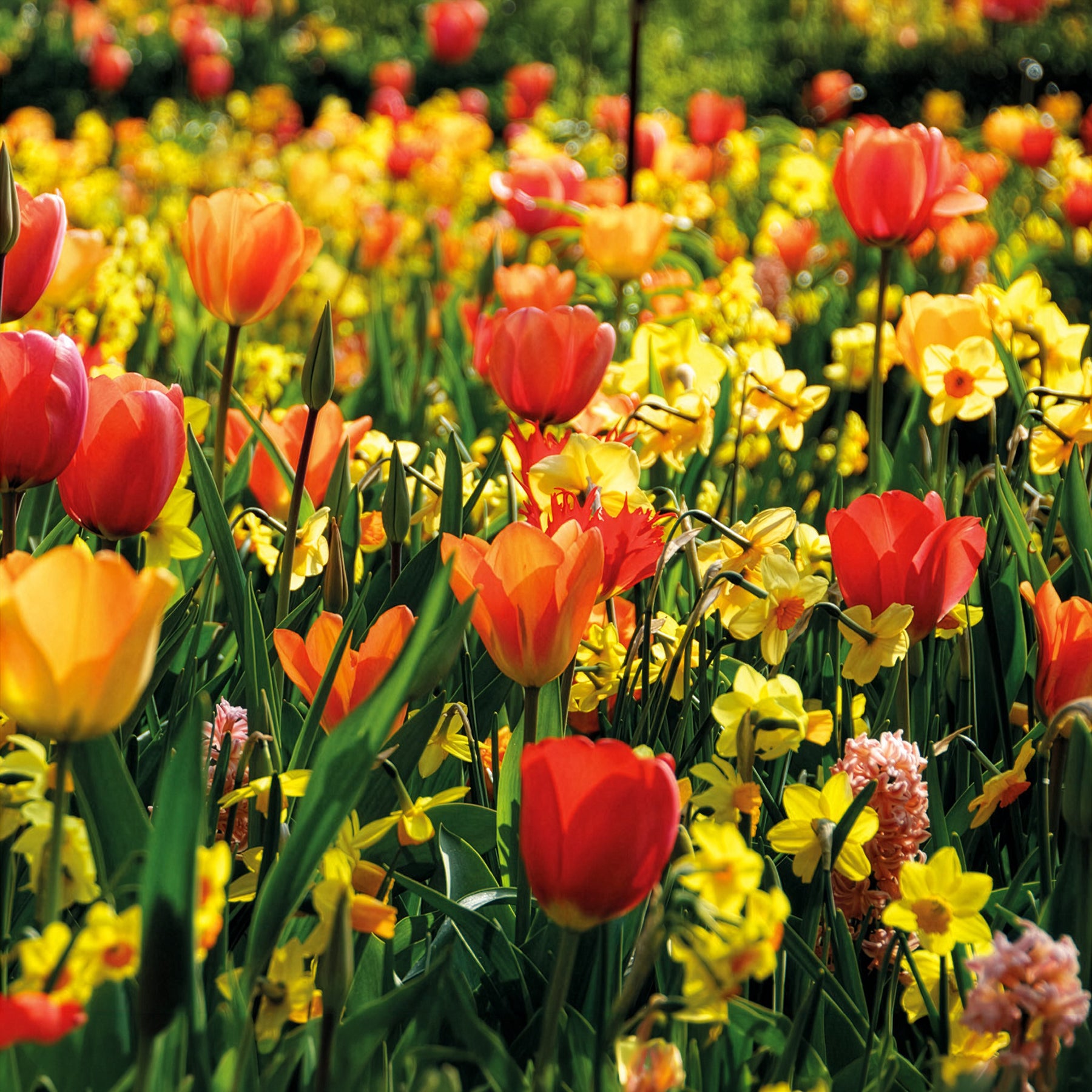 Bulbes de printemps pour massif jaune et orange  - Willemse