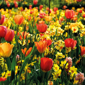 Bulbes de printemps pour massif jaune et orange  - Willemse