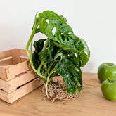 Monstera 25/35 - Willemse