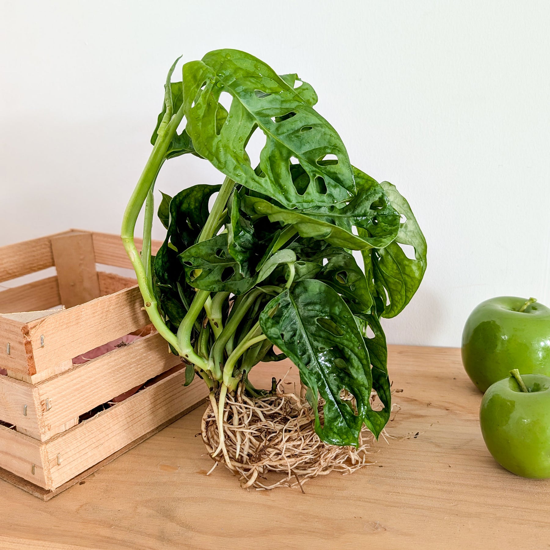 Monstera 25/35 - Willemse