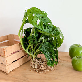 Monstera 25/35 - Willemse