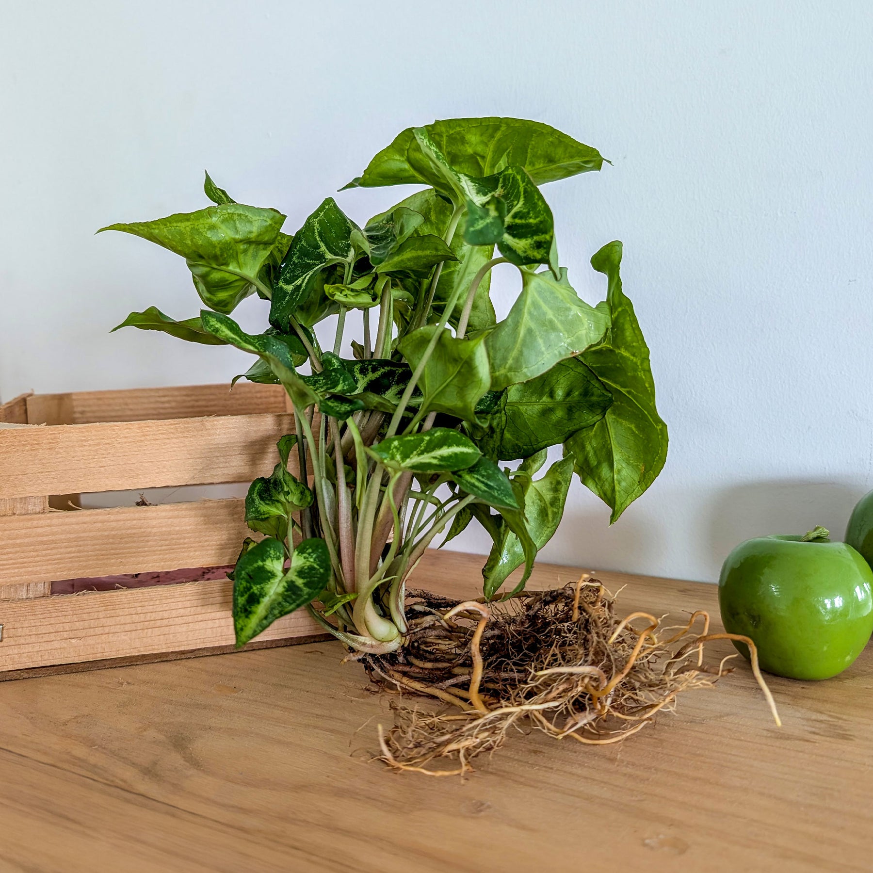 Syngonium 25/35 - Willemse