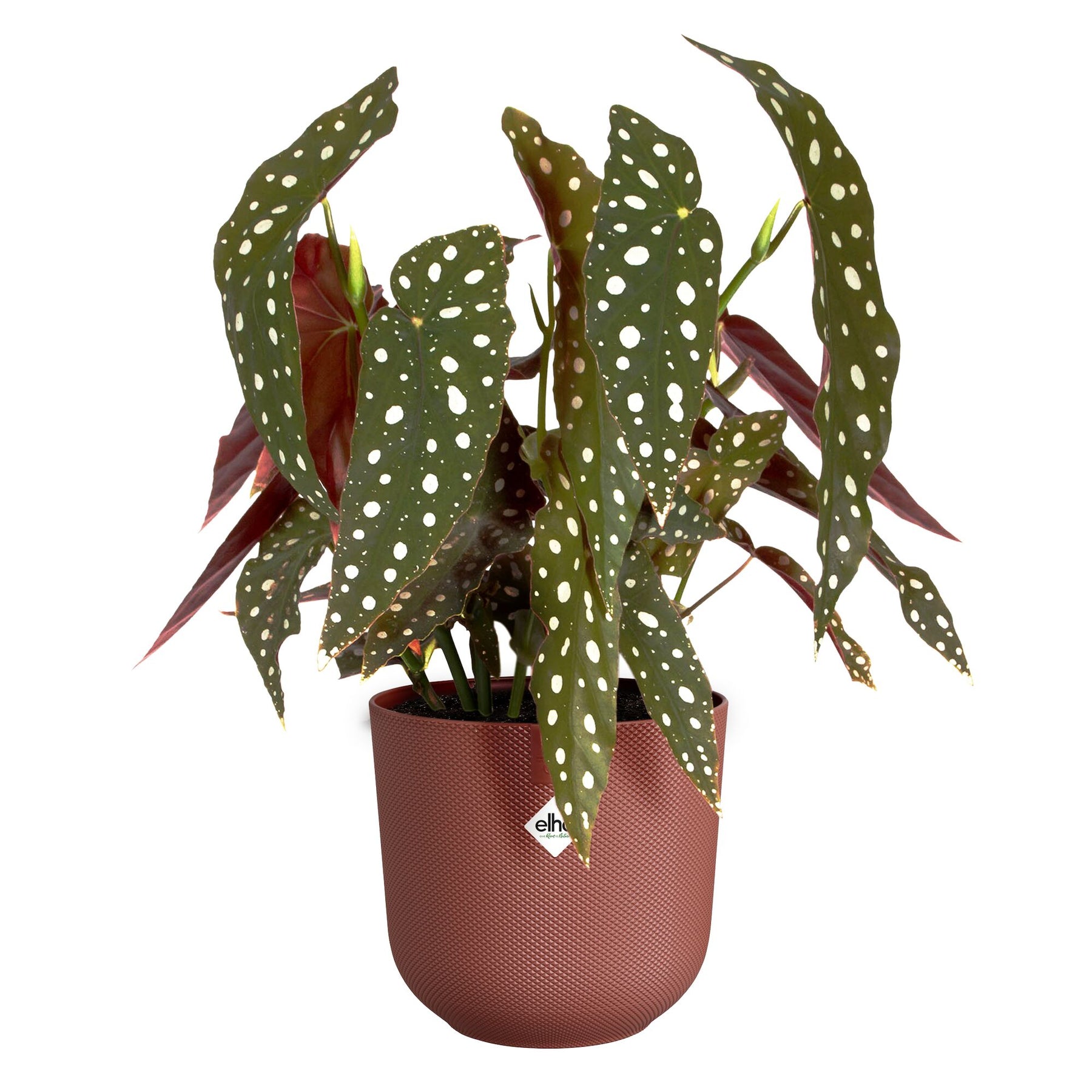 Vente Cache pot Jazz rond Terracotta  ELHO