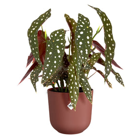 Vente Cache pot Jazz rond Terracotta  ELHO
