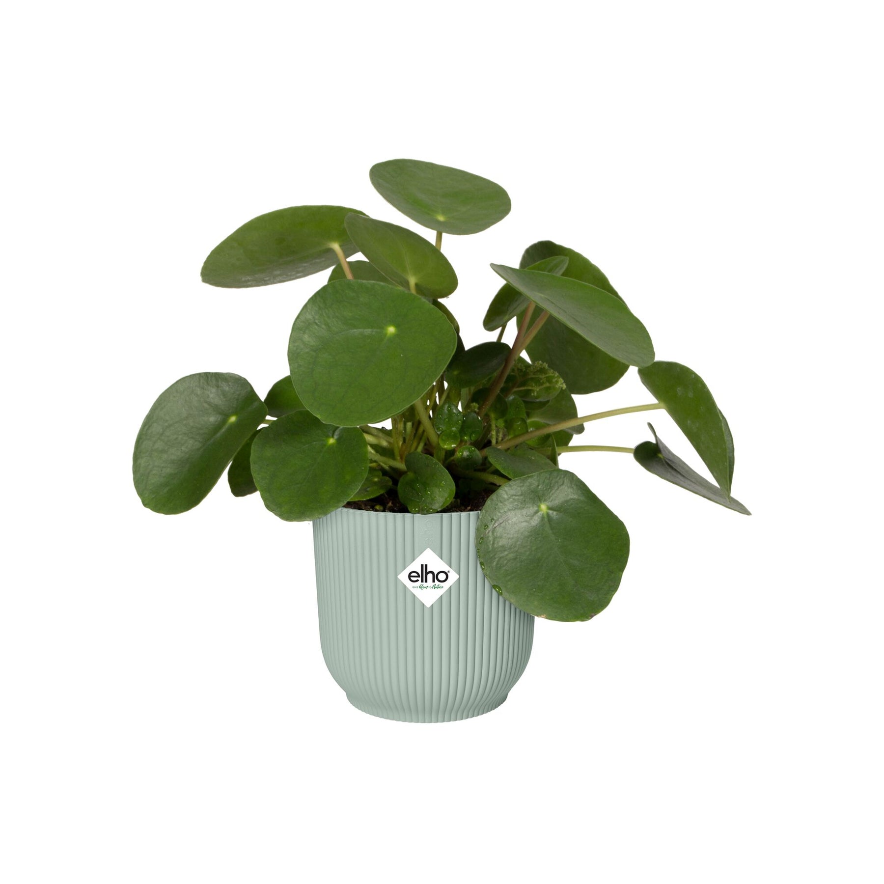 Cache-Pot Vibes fold rond Vert sorbet ELHO -  - Willemse