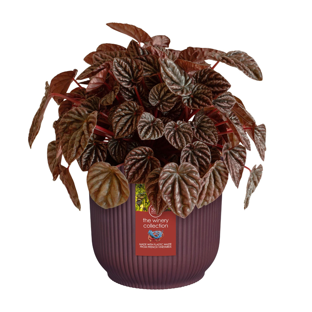 Cache-Pot The Winery collection Rouge bordeaux ELHO -  - Willemse