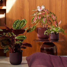  - Cache-Pot The Winery collection Rouge bordeaux ELHO - Cache-pots & Pots