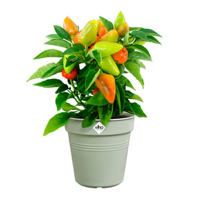 Pot de culture Green Basics Vert pierre -  - Willemse