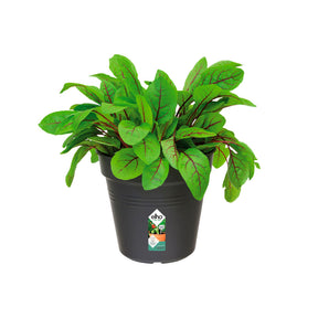  - Pot de culture Green Basics Living noir - Cache-pots & Pots