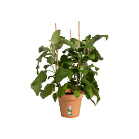  - Pot de culture Green Basics Terre cuite - Cache-pots & Pots