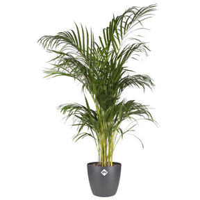Vente Cache-pot Brussels Round anthracite ELHO - Cache-pots & Pots