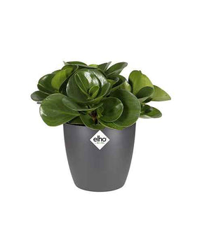 Cache-pot Brussels Round anthracite ELHO - Cache-pots & Pots - Willemse