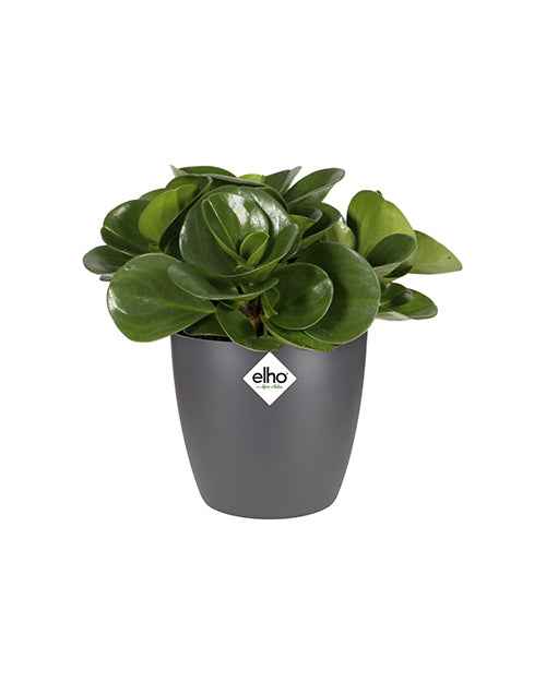 Cache-pot Brussels Round anthracite ELHO - Cache-pots & Pots - Willemse