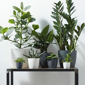 Cache-pot Brussels Round anthracite ELHO - Willemse