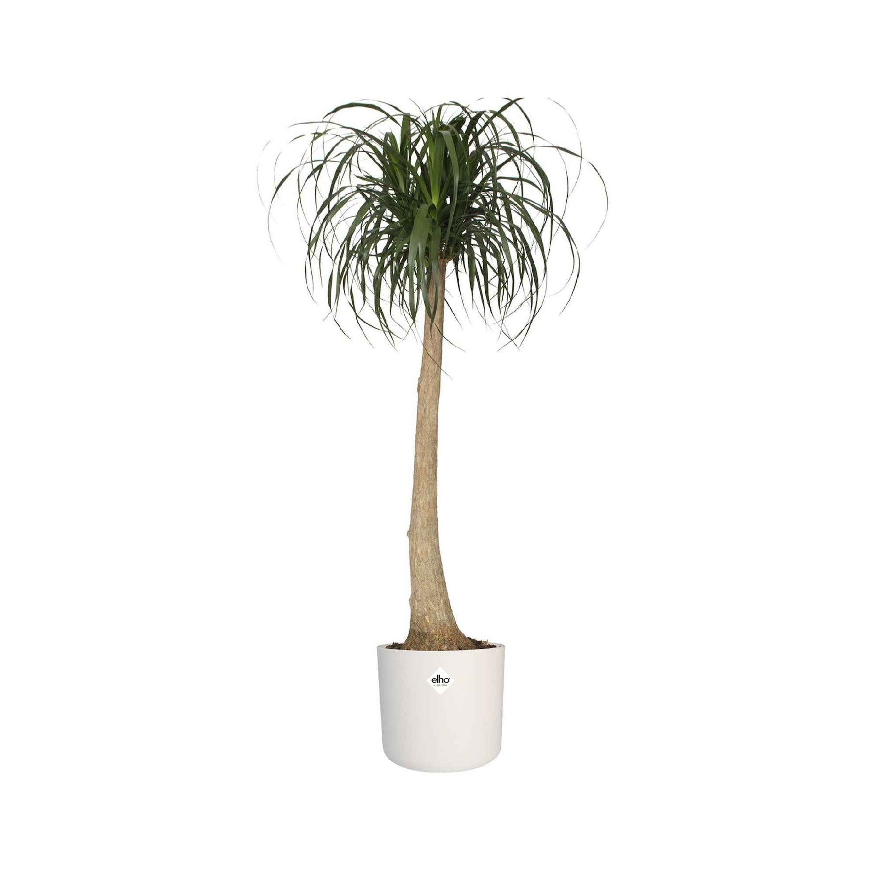 Cache-pots & Pots - Elho Cache-pot B for soft rond blanc - 