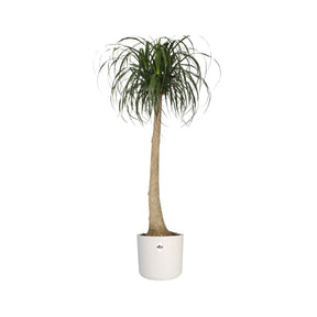 Cache-pots & Pots - Elho Cache-pot B for soft rond blanc - 