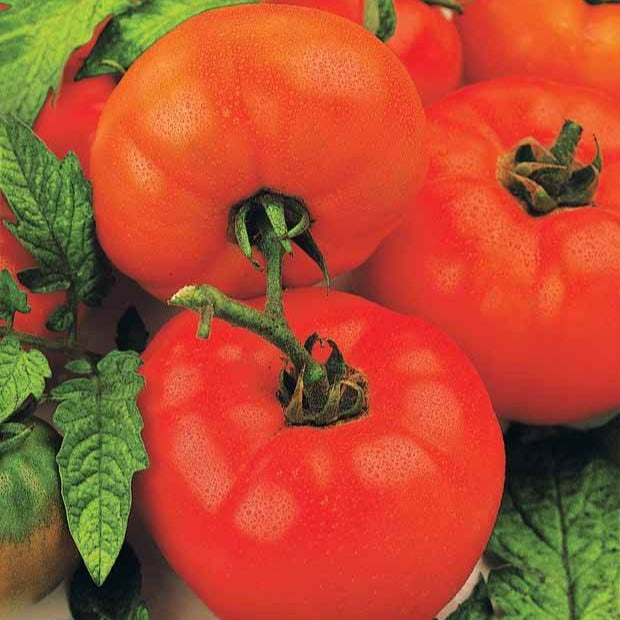 Tomate Saint Pierre - Solanum lycopersicum saint pierre - Willemse