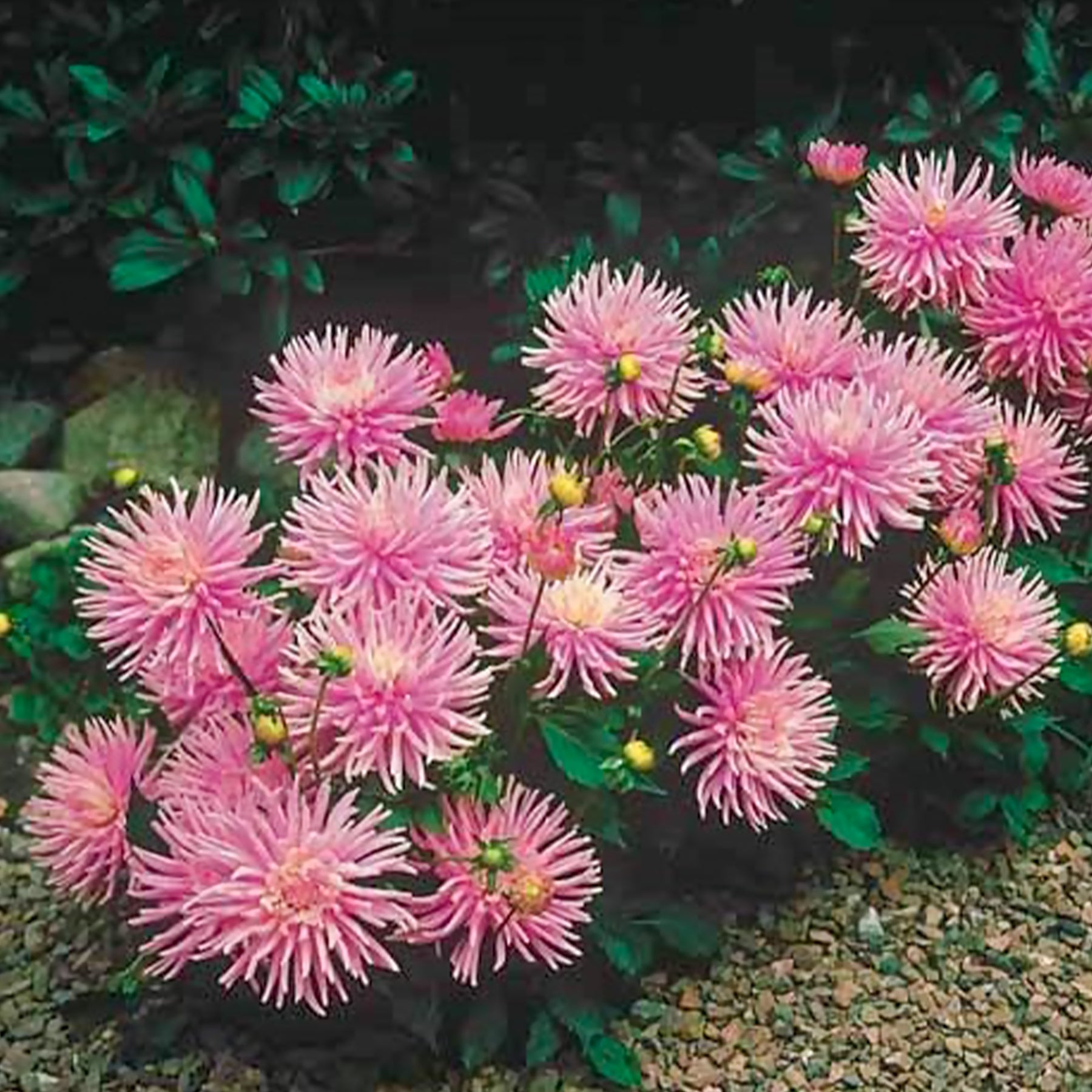 Dahlia Park Princess - 3 Dahlias cactus nain Park Princess - Dahlia